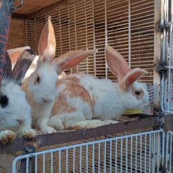 продажа щенков немецкой овчарки с документами в бишкеке: Продаю | Крольчиха (самка), Кролик самец, Крольчата | Фландр | На забой, Для разведения | Племенные — 5