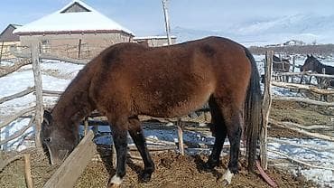 Продаю | Кобыла (самка) | Рабочий at lalafo.kg Продаю | Кобыла (самка) | Рабочий