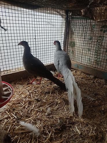 продам фазанов: Продаются взрослые серебряные фазаны пара — 7