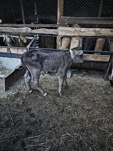 бык ош: Продаю | Бык (самец) — 2