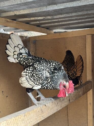 Продаются сибрайты