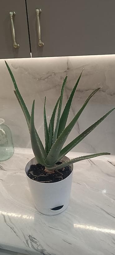 светы: Алоэ вера в горшке - Вид: Aloe vera (алоэ столетник), суккулент. - — 2