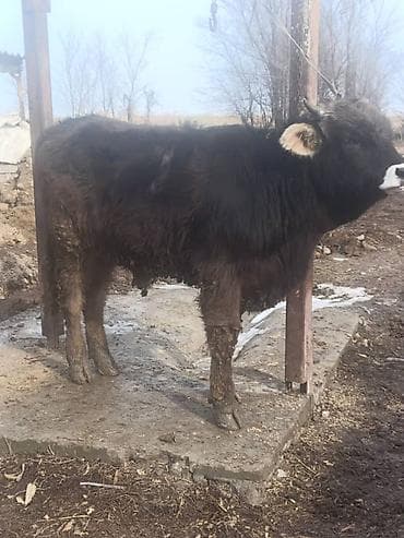 Услуги ветеринара: Продаю | Бык (самец) | На откорм | Привязанные — 4