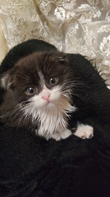 1 месяц, Девочка, Приучена к лотку