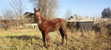 котята в добрые руки: Продаю | Жеребец — 4