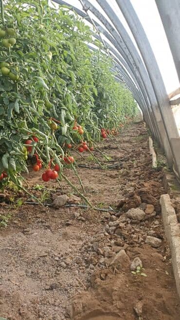 мебель бишкек столы и стулья фото цены: Помидоры Красные, Оптом — 3