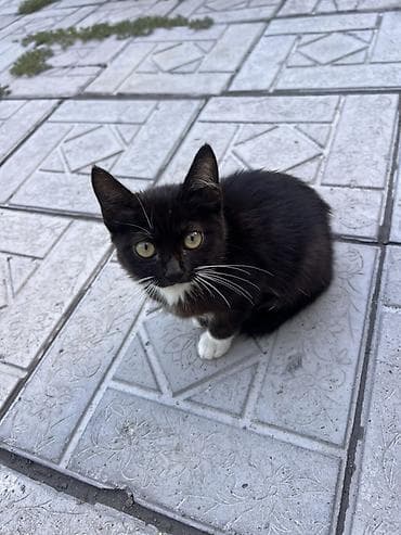 куда можно сдать кошку: Кошка даром: Скотиш Страйт (Шотландская прямоухая), 3 месяца, Девочка, Приучена к лотку — 2