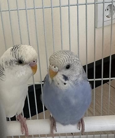 Птицы: Пара волнистых попугаев - Вид: волнистые попугаи (Budgerigar) - — 1
