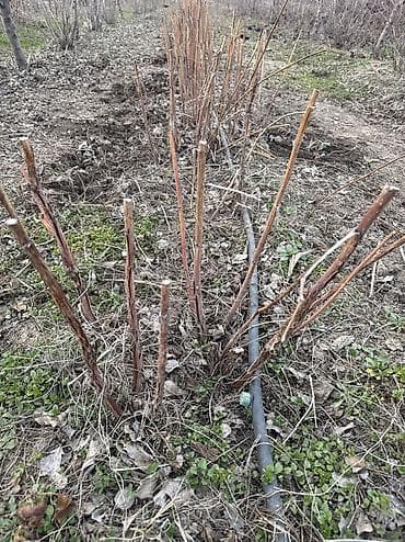 гилас фрукт: Саженцы малины сорта Маравилла. Адаптированные к местному климату в — 7