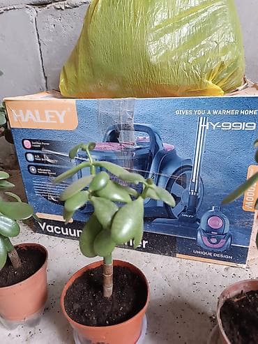 Декор и интерьер: Толстянка (денежное дерево) в горшке. - Сорт: Crassula ovata — 3