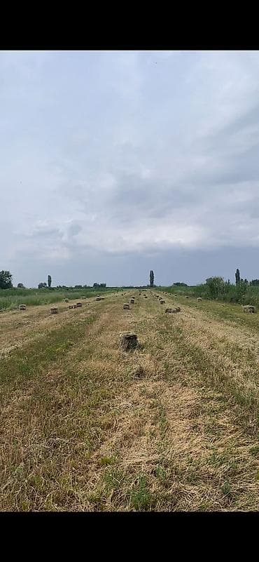 ат така: 200 тук сатылат. 160с. Кант. Киргшелк, Ыссык атинская область — 3