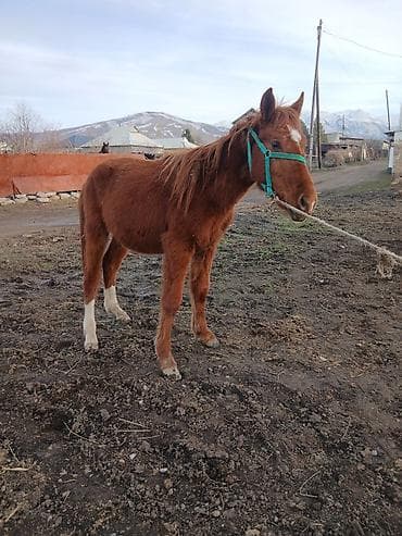 трава для животных: Продаю | Жеребенок | Дончак | На забой, Рабочий — 1