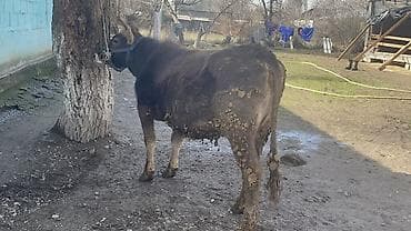 калифорния черви: Продаю | Корова (самка) | Швицкая | Для разведения, Для молока — 2