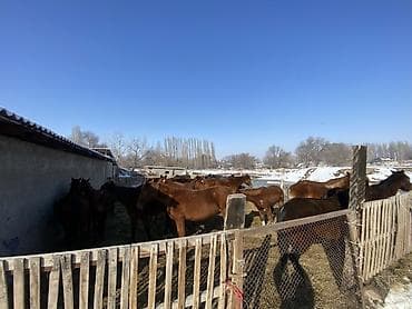 Аквариумдар: Сатам | Бээ (ургаачы) | Көбөйтүү үчүн — 1