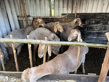 Продаю | Баран (самец) | Для разведения | Племенные, Осеменитель