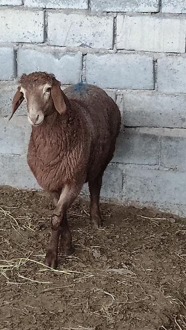 я ищу баран: Продаю | Овца (самка) | Для разведения | Племенные — 1