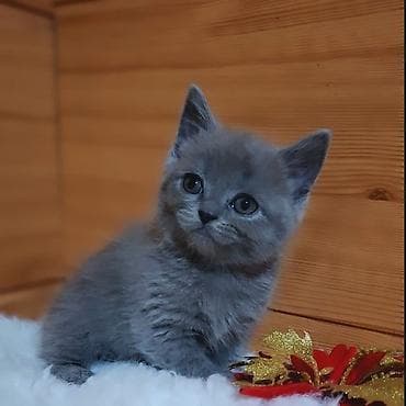 забавные котята: Скотиш Страйт (Шотландская прямоухая), 2 месяца, Девочка, Голубой, Приучена к лотку, Проглистована — 4