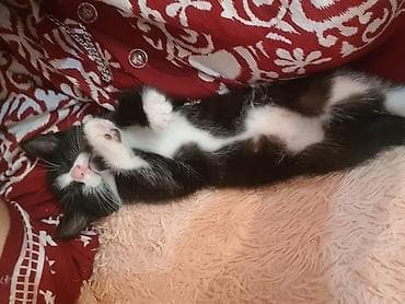 кошка кот: Отдам в хорошие и заботливые руки кошечку. 🐱❤️ Девочка, очень — 1