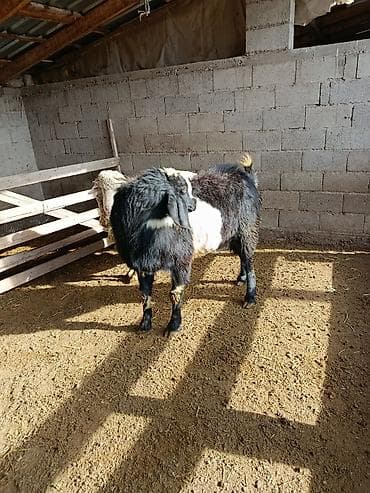 продаю коза: Продаю | Козёл (самец) | Для разведения | Осеменитель — 10