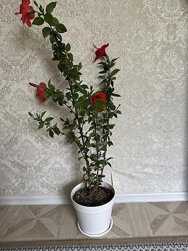 колерованная черешня: Гибискус (китайская роза), комнатный куст в горшке. Особенности: - — 3
