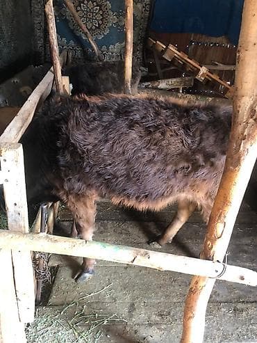 симментал бык: Продаю | Тёлка | Алатауская | Для разведения — 5