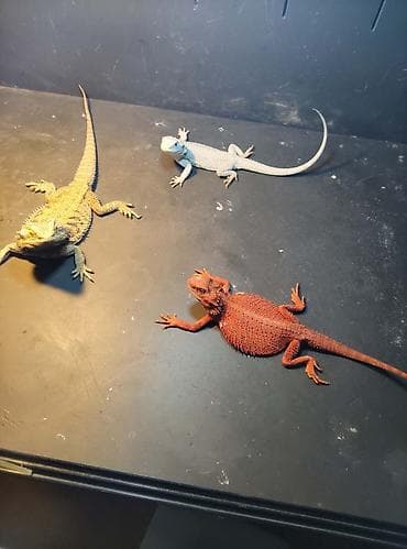 корм для ящериц: Бородатые агамы (Pogona vitticeps) — яркие морфы Описание: - Домашние — 1