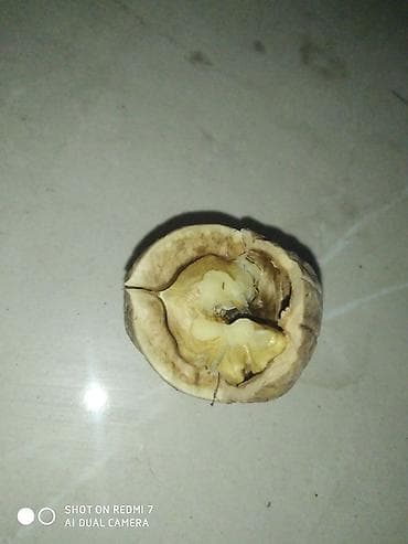 ат сатып алам: Срочно!!! Продаю грецкие орехи цена за килограмм:150 сом внутри — 3