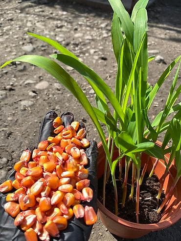 будай урон: Семена кукурузы сорт Ала тооо Жугору урук Манас 1000 уражайность — 2