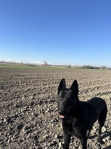 собаки тайган: Ит кууту: Овчарка, Эркек, 2 жаш — 4