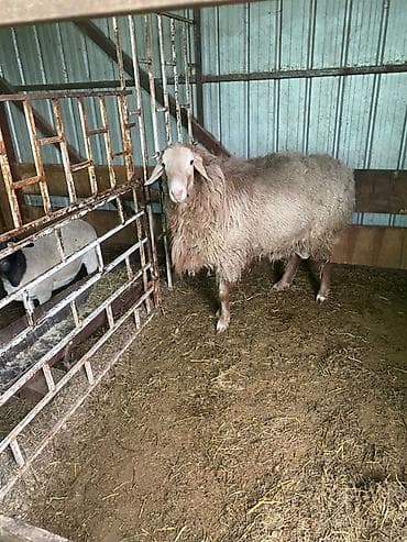 питбуль балыкчы: Продаю | Овца (самка) | Для разведения | Матка — 3