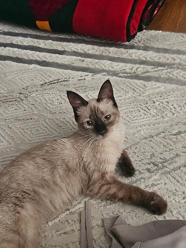 симс: Кошка даром: Сиамская, 4 месяца, Девочка — 2