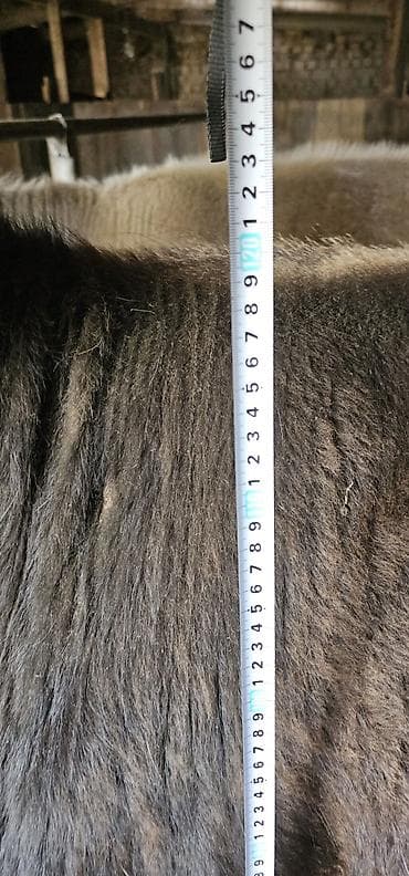 где купить кошку в бишкеке: Продаю | Корова (самка), Бык (самец), Тёлка | Алатауская, Швицкая | На откорм, Для разведения, Для молока | Осеменитель, Стельные, Искусственник — 3