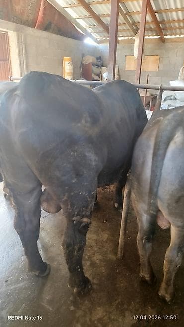 цена французский бульдог: Продаю | Бык (самец) | На откорм | Племенные — 4