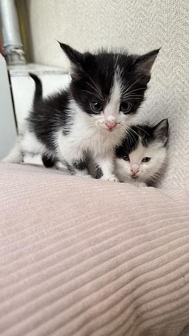 возьму кота: Беспородная, 2 месяца, Девочка, Биколор — 5