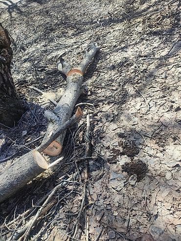 1 кг мяса цена бишкек: Отун Жаңгак — 4