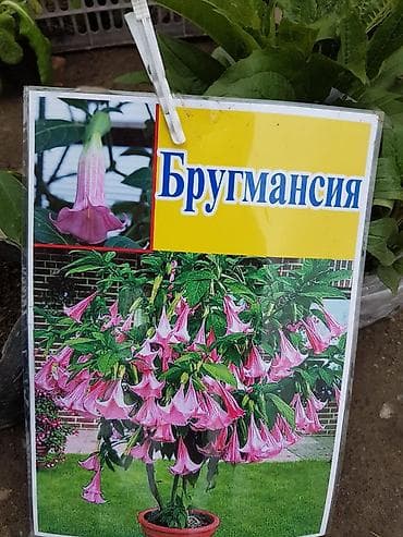 бругмансия: Платная доставка — 1
