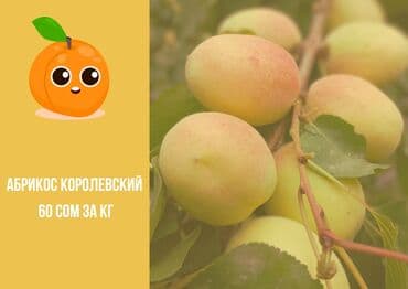 джин рамен цена бишкек: Өрүктөр Королевский — 1