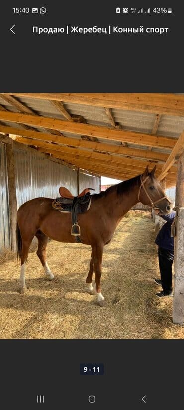 Жылкылар, аттар: Сатам | Байтал | Ат спорту — 4