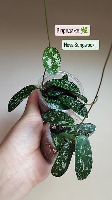 Семена и саженцы: В продаже 🌿 Название сортов написаны на фото — 2