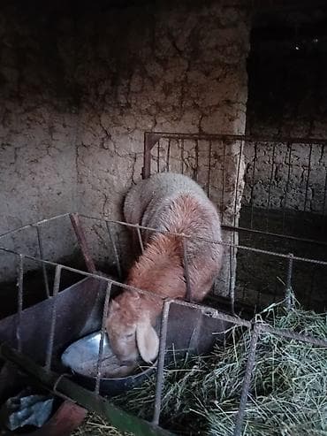 сибирская дымчатая кошка: Продаю | Баран (самец) | Арашан — 7