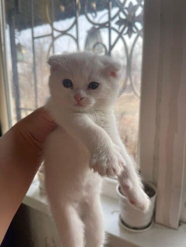 продажа кочкор: Продаются котята шотланской породы — 8