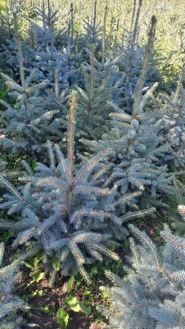 коса садовая: Голубая ель в продаже от 3500 — 1