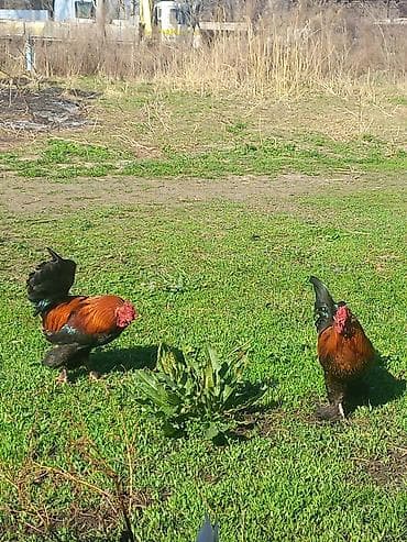 семина кукурузы: Продаю | Петух | Кохинхин | Для разведения — 3