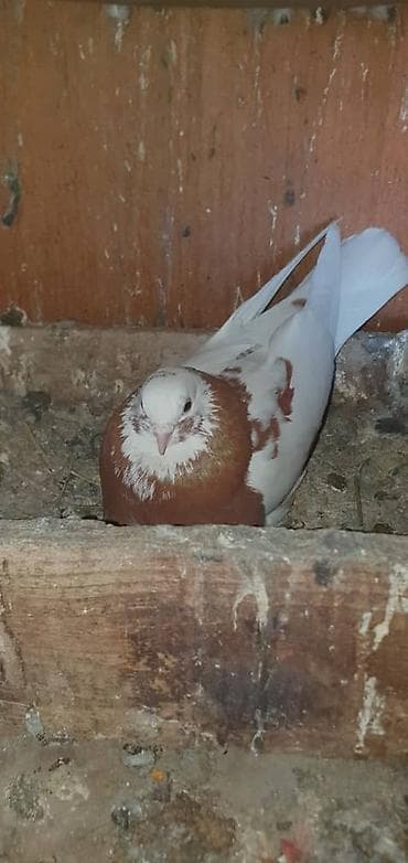 охотничьи собаки купить: Породистые голуби все породы и возраста декоративно- все очень — 5