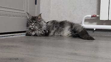 Мейн-кун, 1 год, Мальчик, Серый, С документами, С прививками, Приучена к лотку