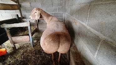 домашние птицы: Продаю | Баран (самец) | Арашан | Для разведения | Племенные — 1