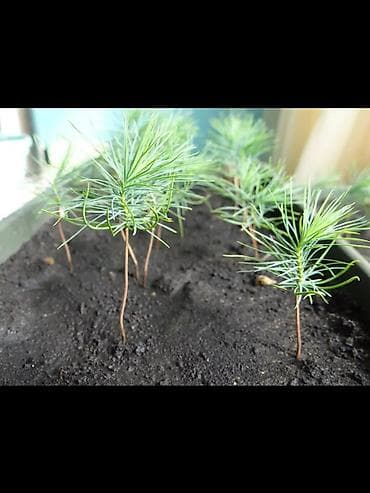 Дом и сад: Семена голубой ели (ель колючая, Picea pungens, формы Blue/Glauca) В — 8