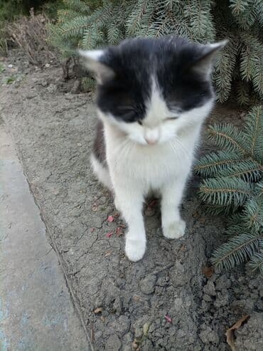 француский бульдог: Беспородная, 6 месяцев, Девочка, Биколор, Приучена к лотку — 3