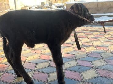 Perodua: Продаю | Бык (самец) | На откорм | Привязанные — 1