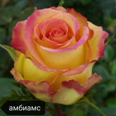 купить семена цветов в бишкеке: Саженцы цветка: Розы — 26